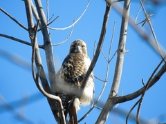 Buteo jamaicensis