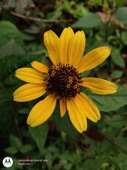 Heliopsis buphthalmoides