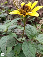 Heliopsis buphthalmoides