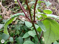 Heliopsis buphthalmoides