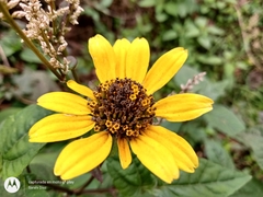 Heliopsis buphthalmoides