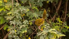 Hypergerus atriceps