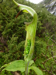 Arisaema jacquemontii