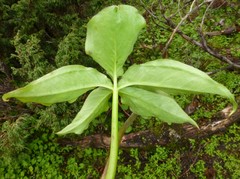 Arisaema jacquemontii