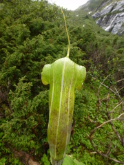 Arisaema jacquemontii