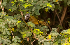 Hypergerus atriceps