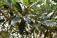 Ternstroemia lineata