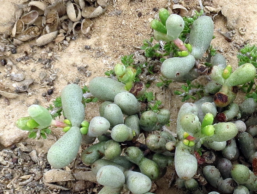 Stoeberia beetzii