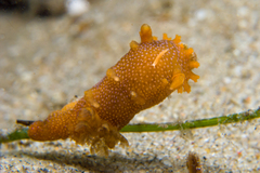 Vorticeros praedatorium