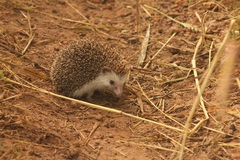 Atelerix albiventris
