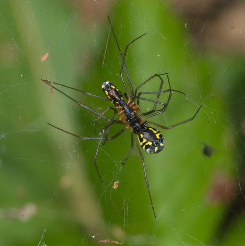 Filmy Dome Spider, Trentino, Italy, photo 9 of 10