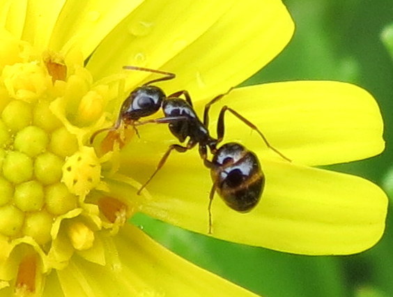 Camponotus sellidorsatus