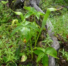 Arisaema jacquemontii