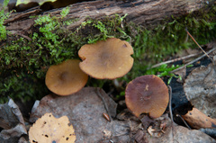 Pluteus chrysophaeus
