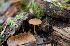 Pluteus chrysophaeus