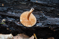 Pluteus chrysophaeus