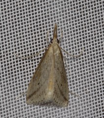 Donacaula longirostrallus