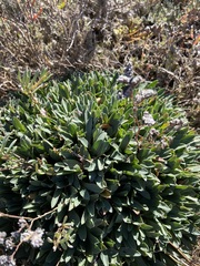 Limonium ramosissimum