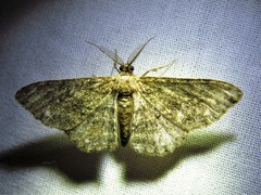 Lepidoptera