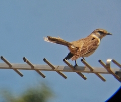 Mimus saturninus