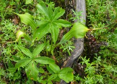 Arisaema jacquemontii