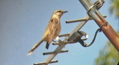 Mimus saturninus