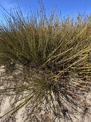 Ephedra californica