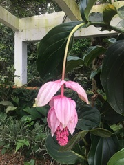 Medinilla magnifica