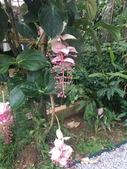 Medinilla magnifica