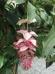 Medinilla magnifica