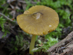 Pluteus chrysophaeus