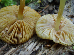 Pluteus chrysophaeus