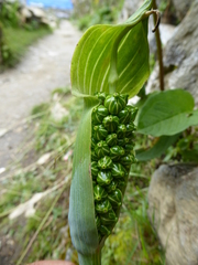 Arisaema jacquemontii