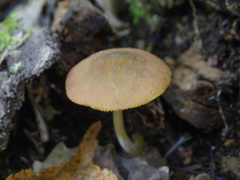 Pluteus chrysophaeus