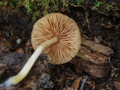 Pluteus chrysophaeus