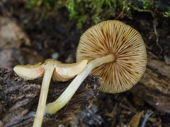 Pluteus chrysophaeus