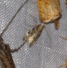 Coleotechnites piceaella