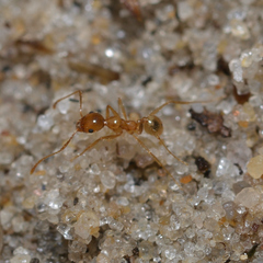 Pheidole morrisii