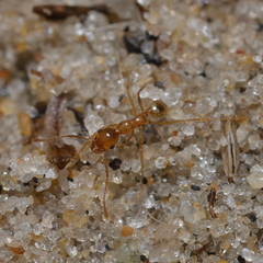 Pheidole morrisii