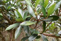 Ternstroemia lineata