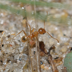 Pheidole morrisii