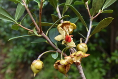 Ternstroemia lineata
