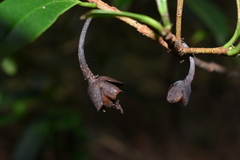 Ternstroemia lineata