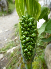 Arisaema jacquemontii