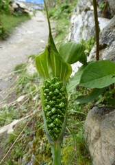 Arisaema jacquemontii