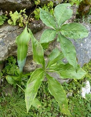 Arisaema jacquemontii