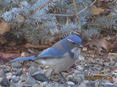 Aphelocoma woodhouseii