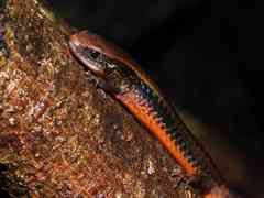 Iphisa elegans