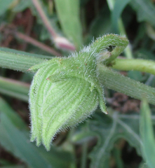 Citrullus naudinianus image