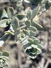 Acmispon distichus
